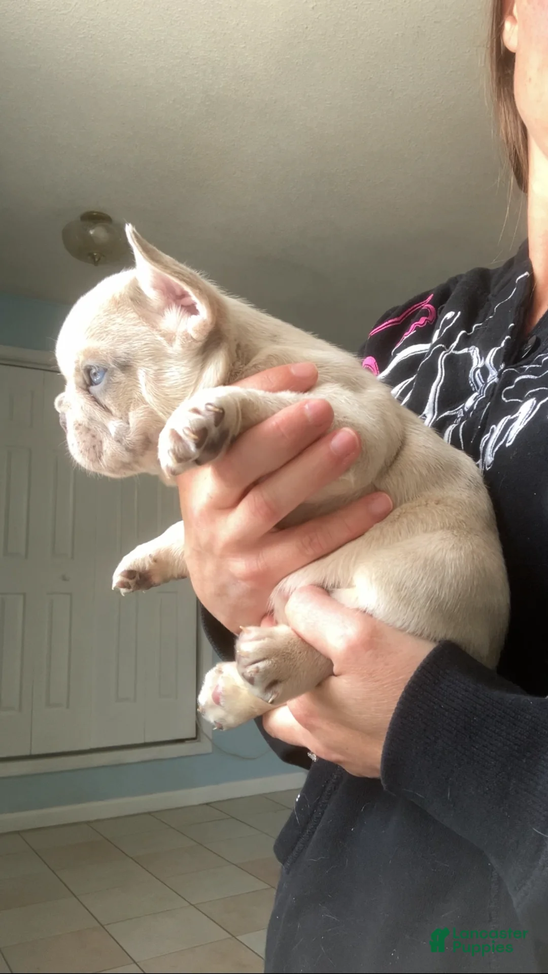 French Bulldog dogs for sale: Ghost - Ad 2