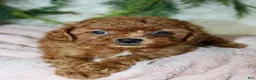 Cavapoo dogs for sale: Cavapoo 7 - Ad 3