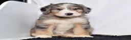 Bernedoodle dogs for sale: Ms. Holly - Ad 3