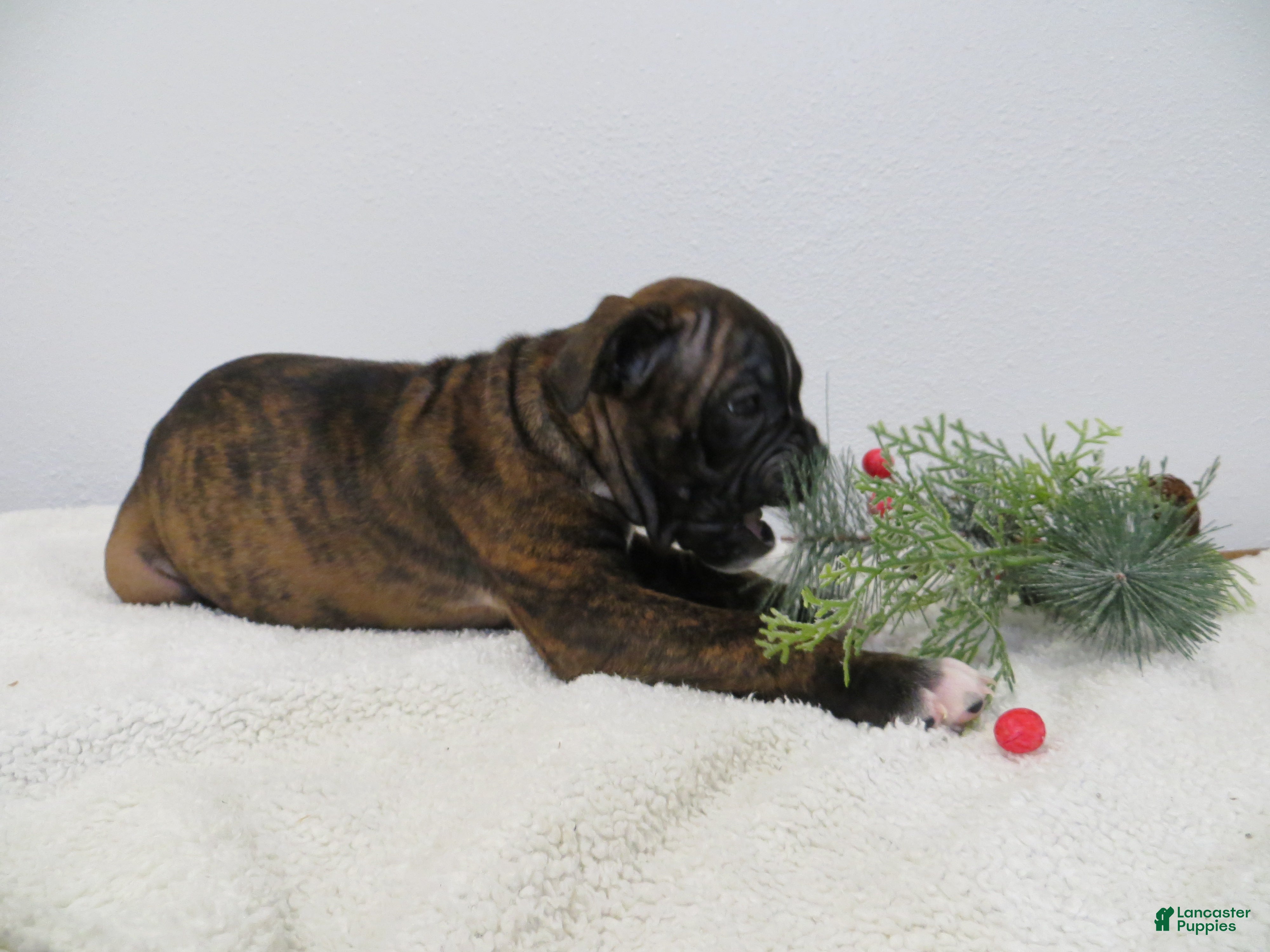 Boxer dogs 🛶CONUE - Ad 30