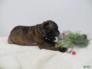 Boxer dogs 🛶CONUE - Ad 30