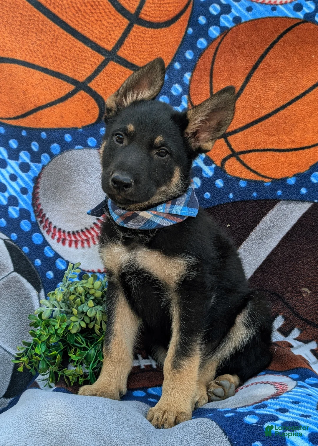 German Shepherd dogs for sale: Pearson - Ad 1