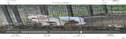 American Bulldog dogs for sale: American Bulldog 1 - Ad 9