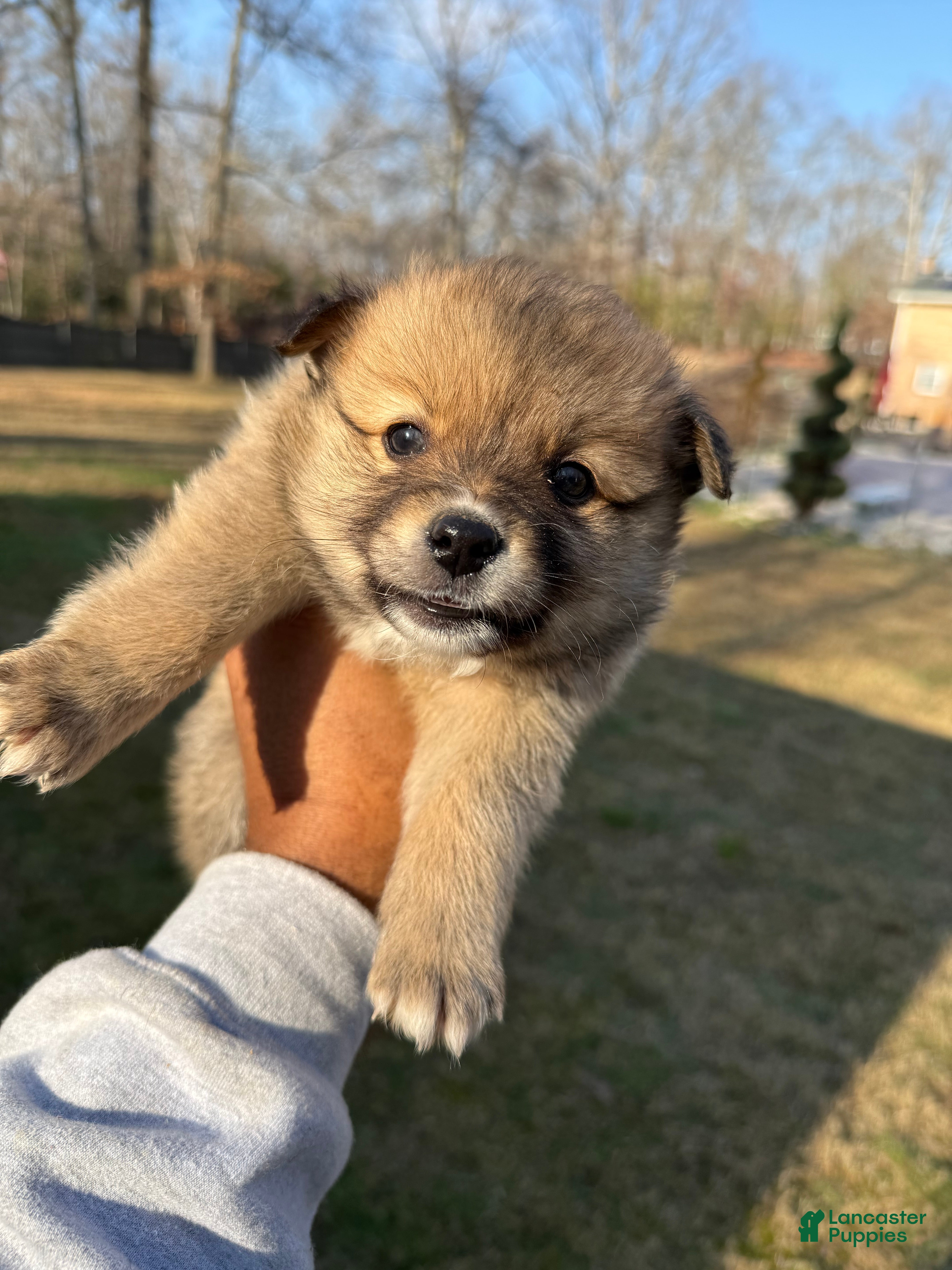 Pomeranian dogs Pomeranian Puppy 1 - Ad 28