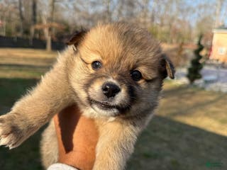 Pomeranian dogs Pomeranian Puppy 1 - Ad 16