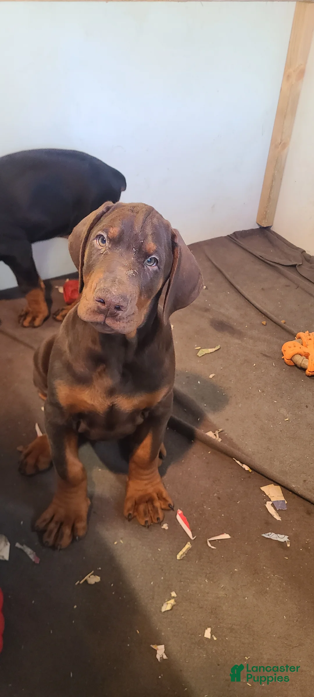 Doberman Pinscher dogs for sale: Gustav  - Ad 4