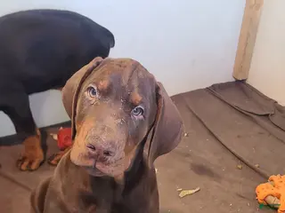 Doberman Pinscher dogs Gustav - Ad 16