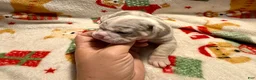 Olde English Bulldogge dogs for sale: Tri Blue Merle  - Ad 4