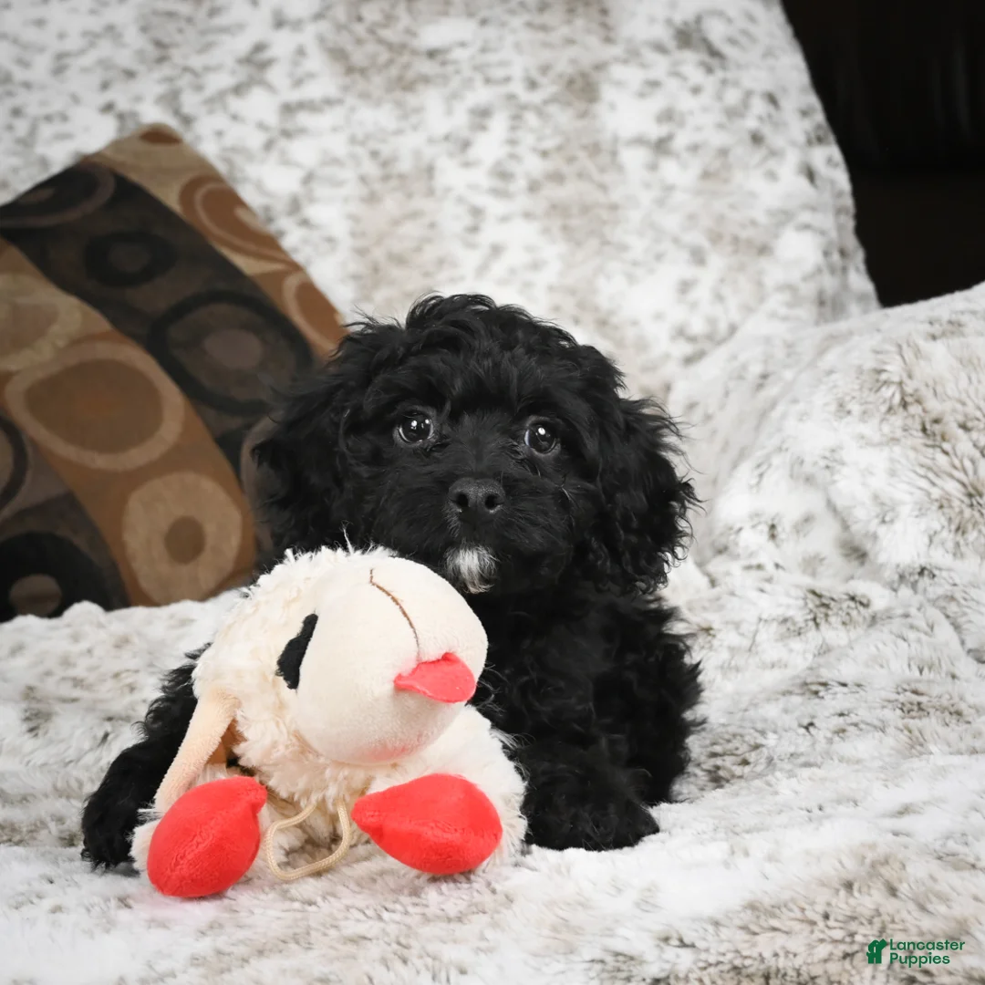Cavapoo dogs for sale: Sam - Ad 7