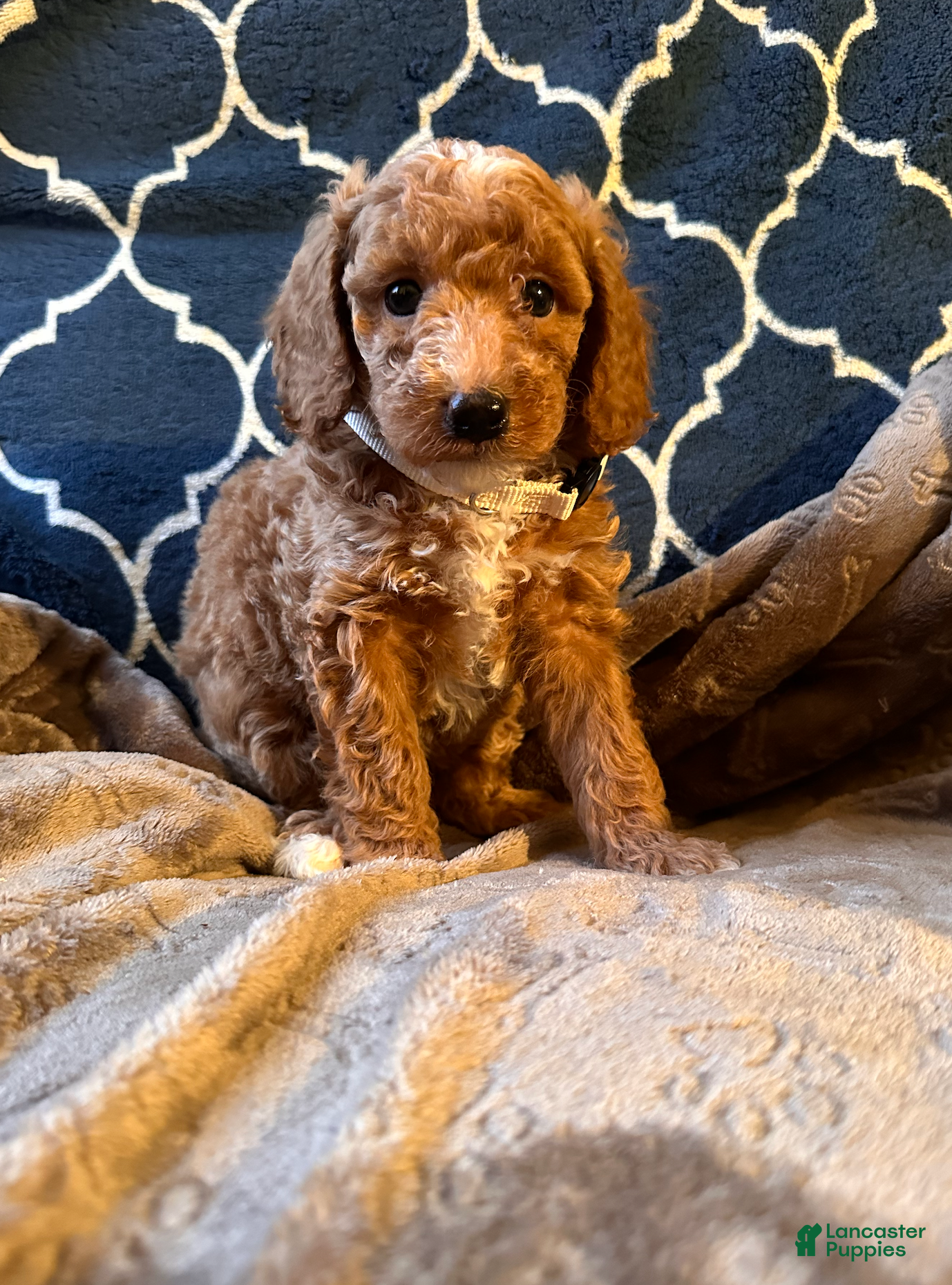 Mixed Breed dogs Eddie- AKC GENETICALLY TESTED parents - Ad 2