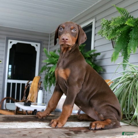 Doberman Pinscher dogs Winnie - Ad 1