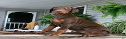 Doberman Pinscher dogs for sale: Winnie - Ad 1