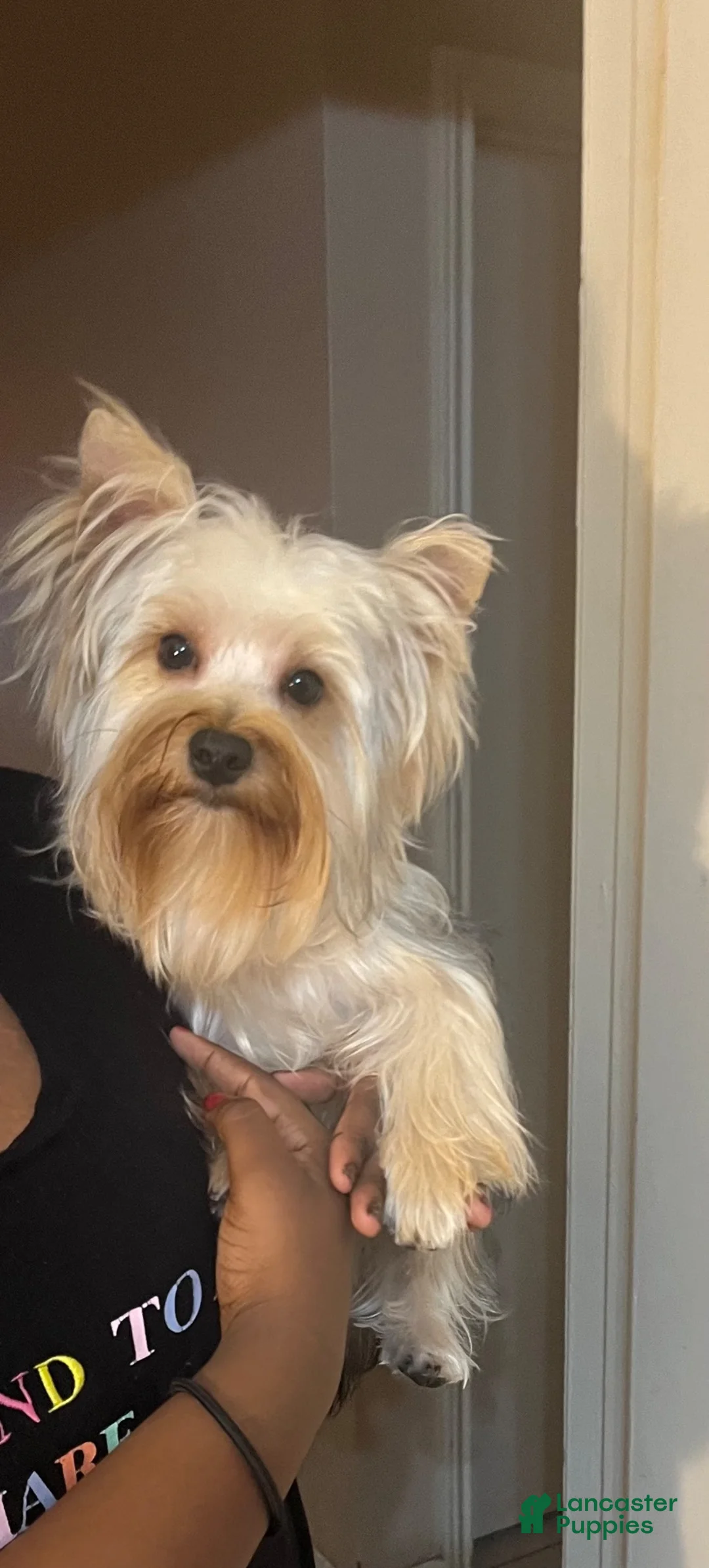 Yorkshire Terrier dogs for sale: Yorkshire Terrier 3 - Ad 8