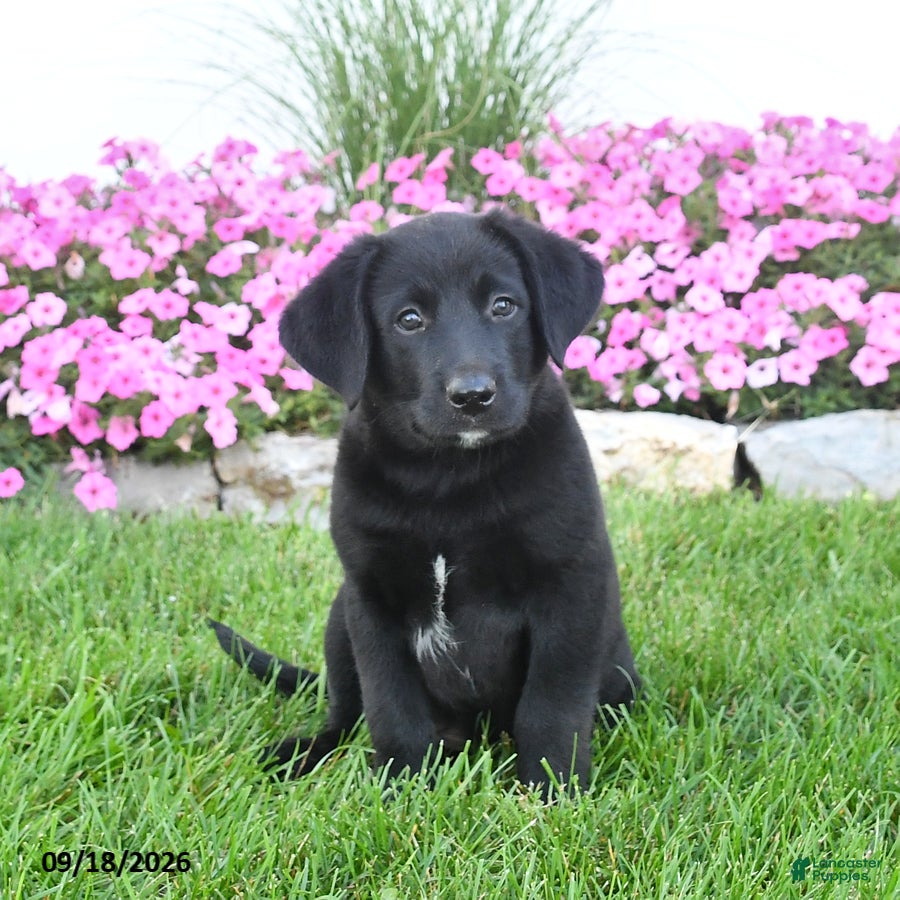 Mixed Breed dogs Buster - Ad 2