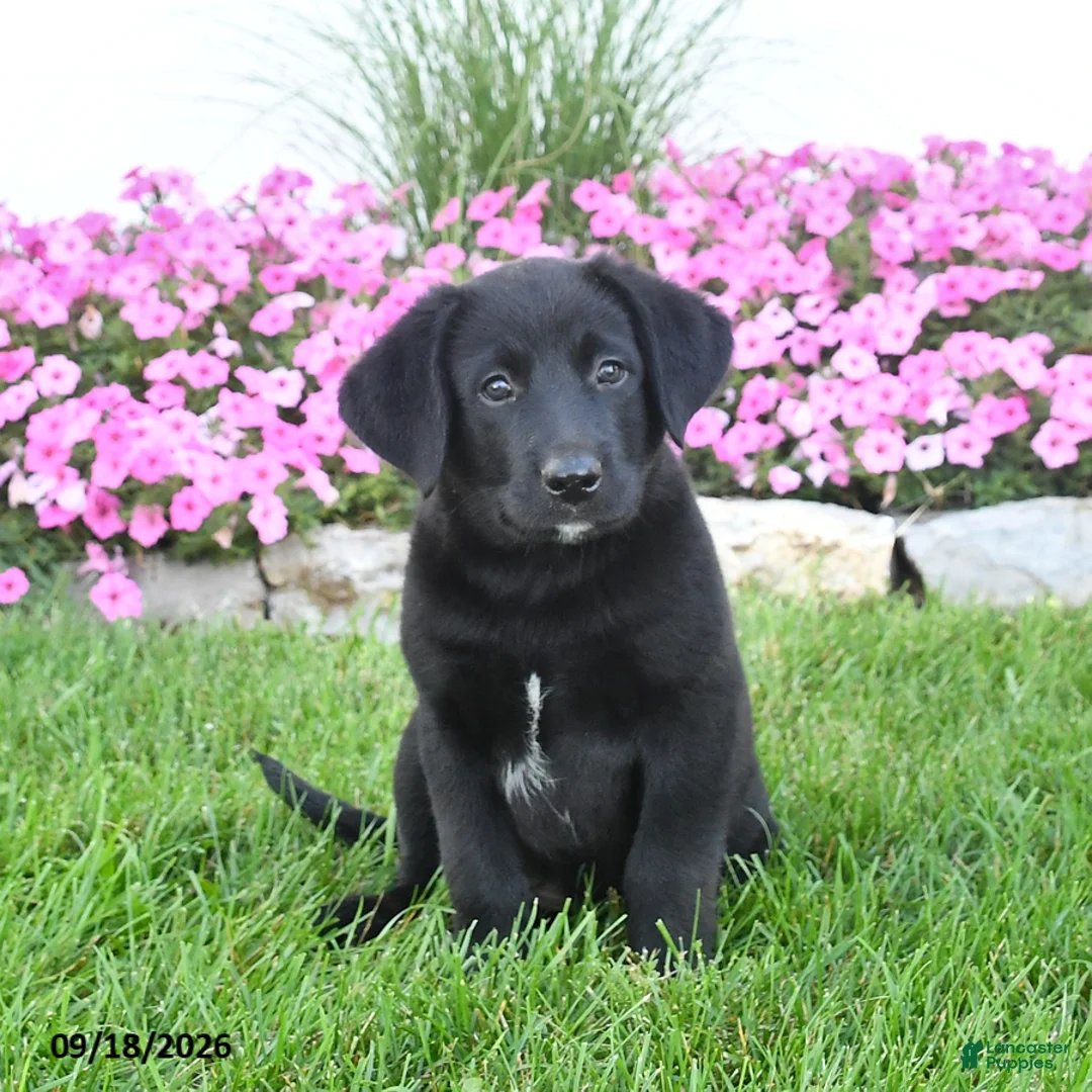 Mixed Breed dogs for sale: Buster - Ad 2