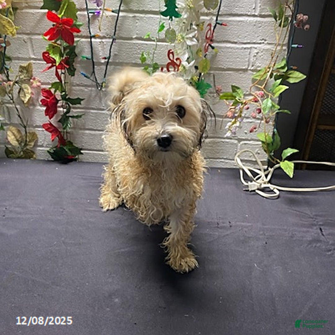 Havapoo dogs for sale: Blondie - Ad 1