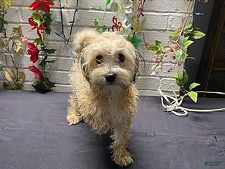 Havapoo dogs Blondie - Ad 22