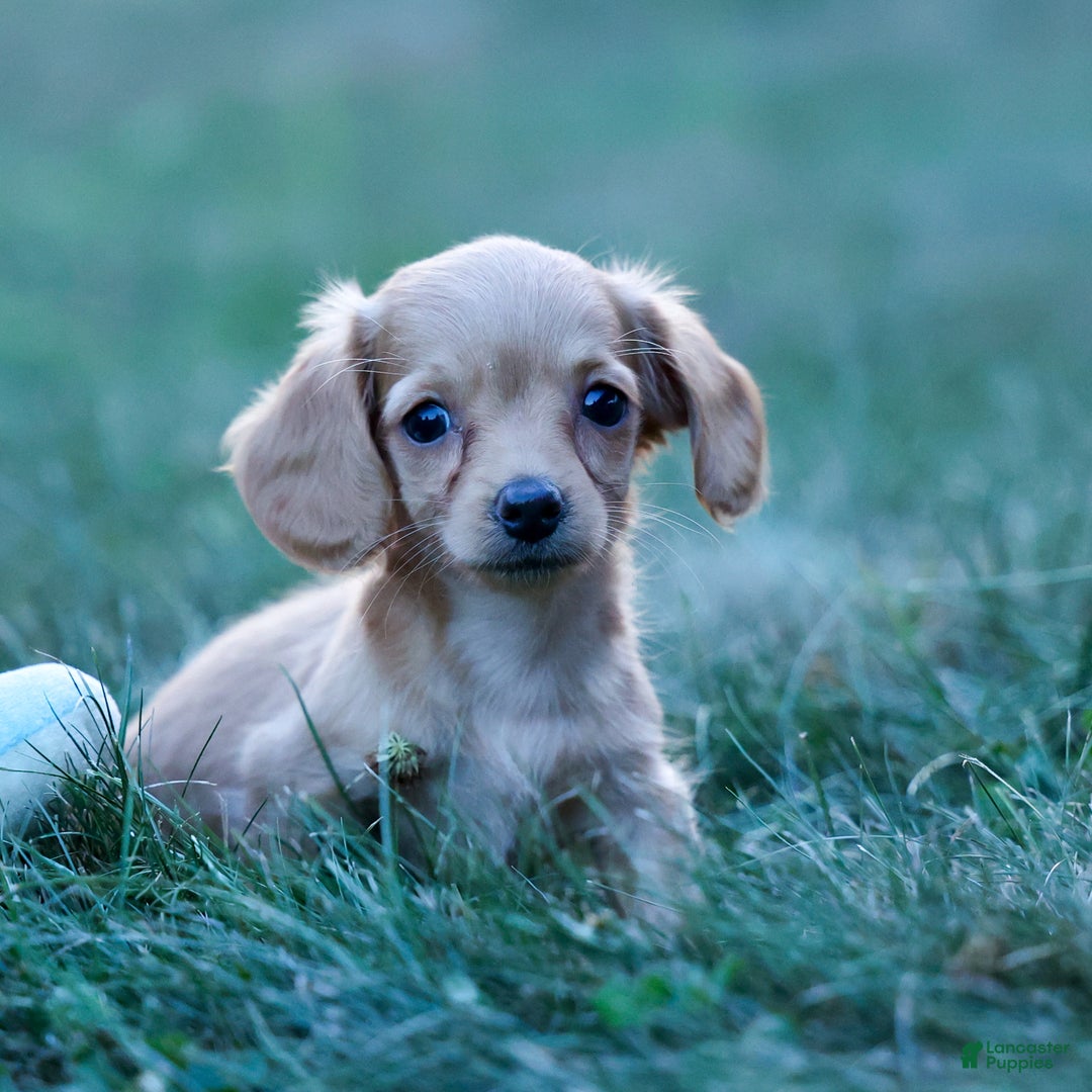 Wiener Dog White Dachshund With Blue Eyes Wiener Dog Dapple