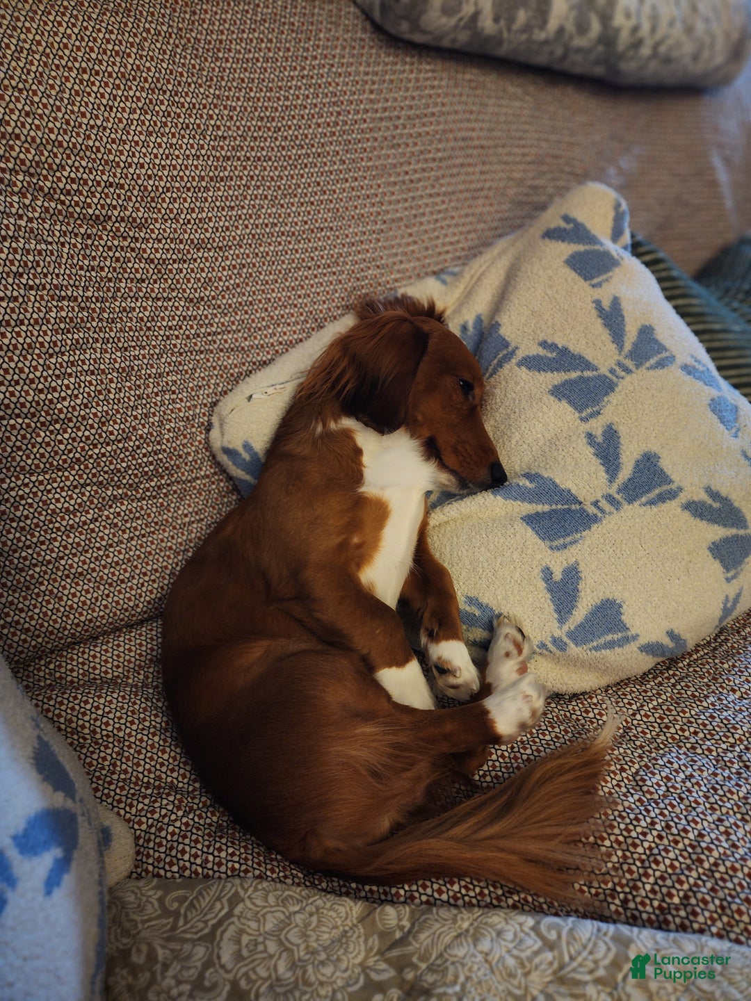 Miniature Dachshund dogs for stud: MARCO STUD - Ad 1