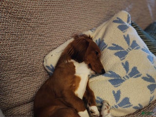 Miniature Dachshund dogs MARCO STUD - Ad 1