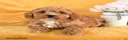 Cavapoo dogs for sale: Coral - Ad 2