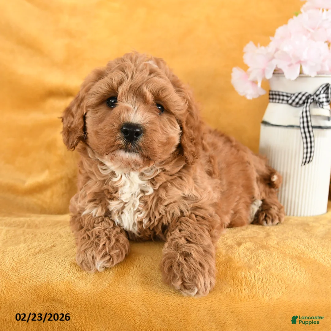 Cavapoo dogs for sale: Coral - Ad 2