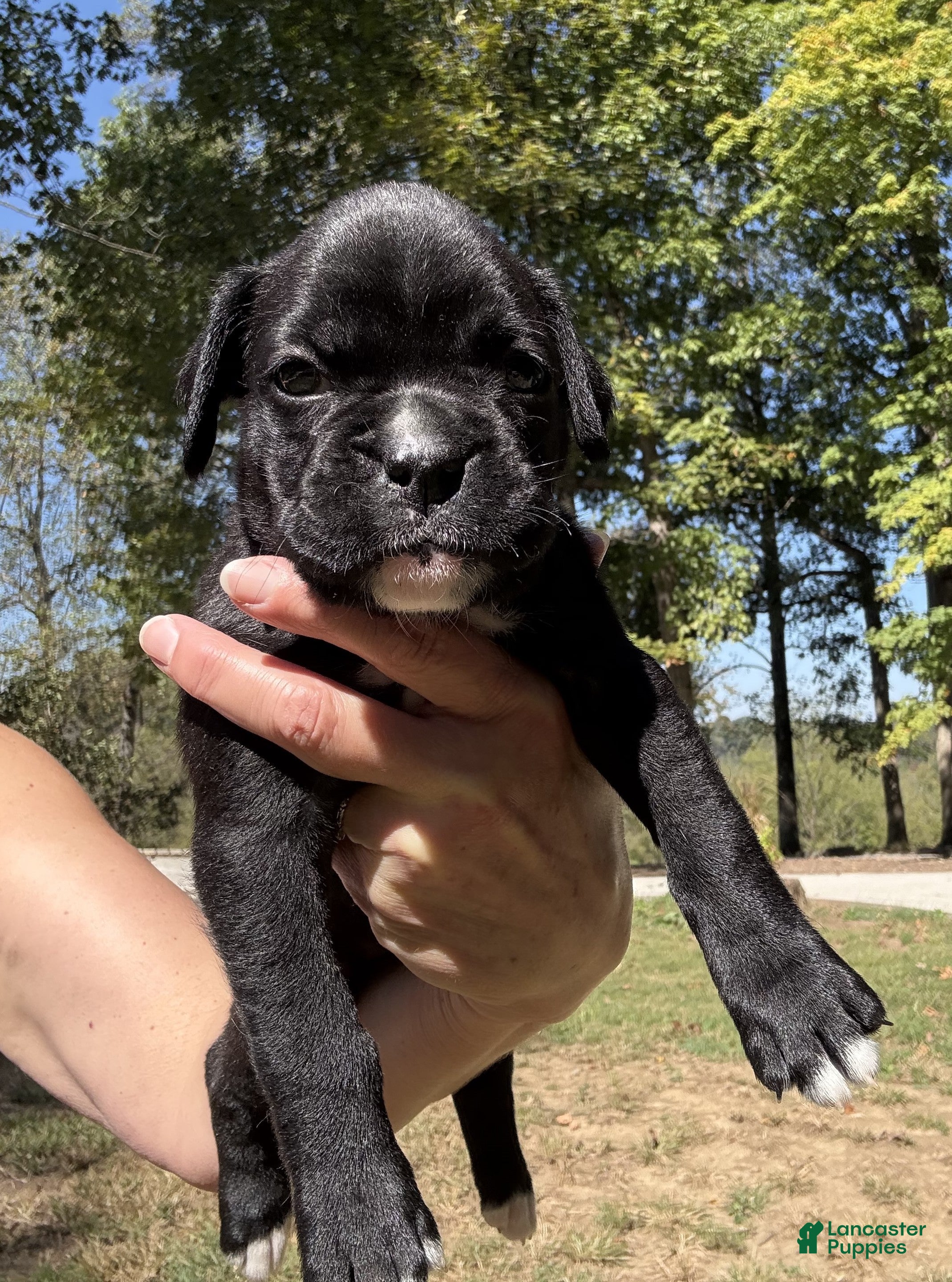 Boxer dogs Amelia AKC Seal Brindle Boxer - Ad 2