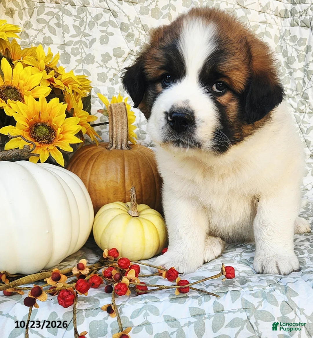 Saint Bernard dogs for sale: Harley - Ad 2