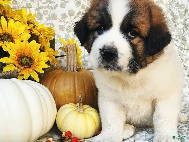 Saint Bernard dogs for sale: Harley - Ad 2