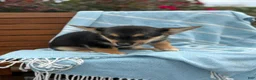 Welsh Corgi Pembroke dogs for sale: Josie - Ad 7