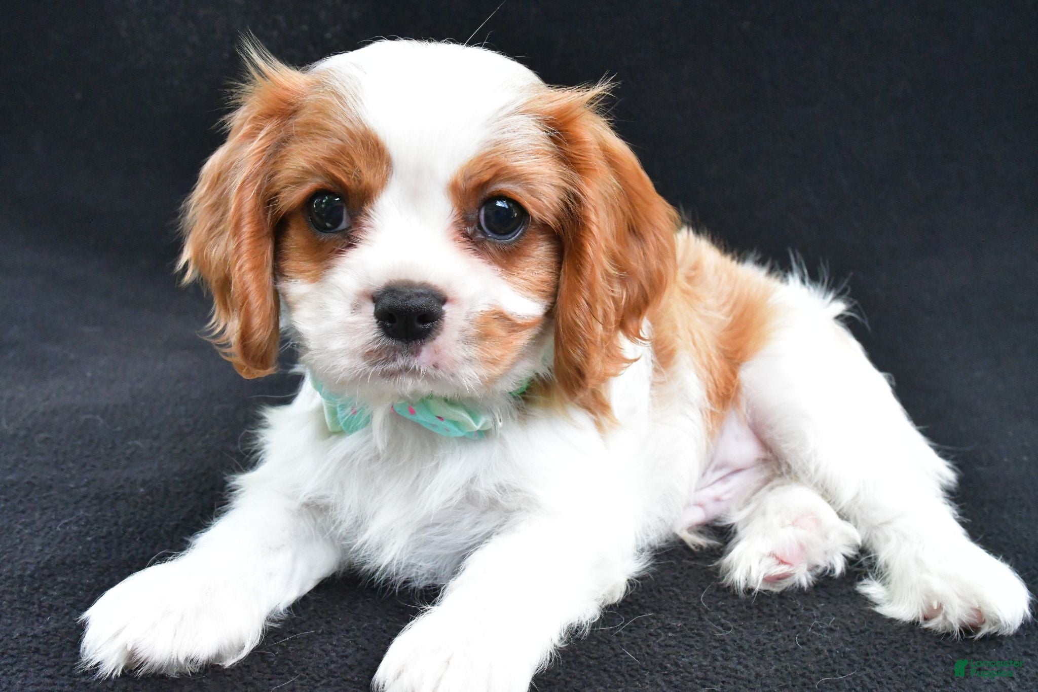 Cavalier King Charles Spaniel dogs Rex - Ad 1