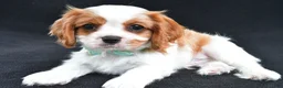 Cavalier King Charles Spaniel dogs for sale: Rex - Ad 1
