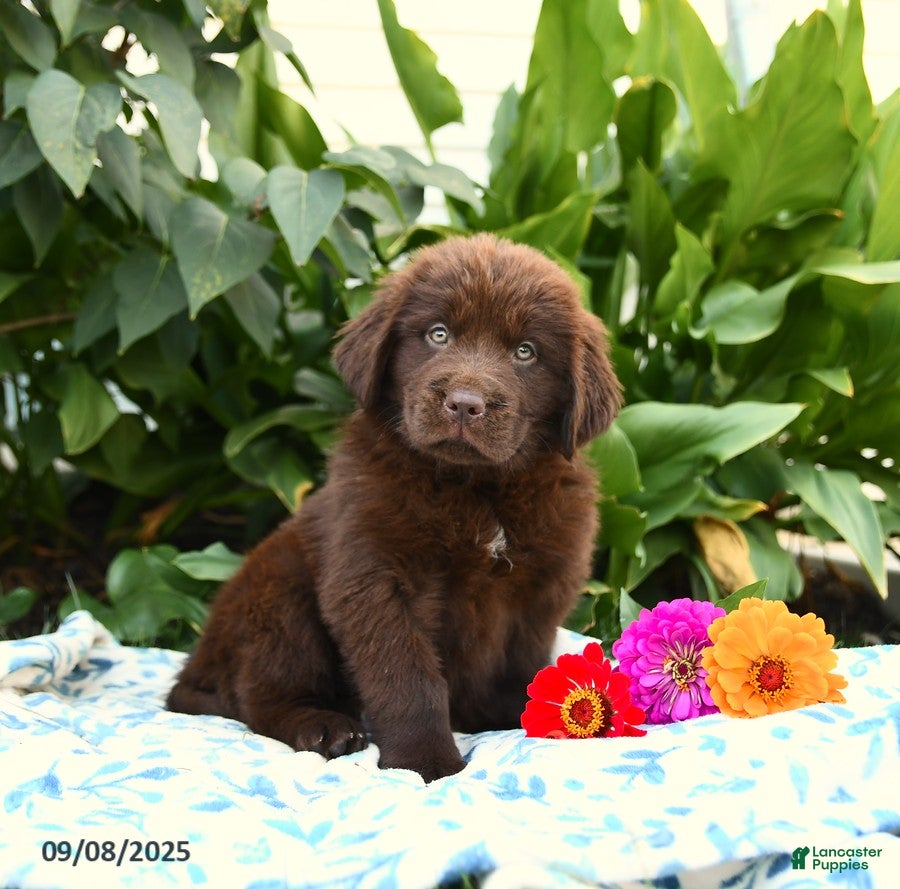 Newfoundland Puppies for sale in Pennsylvania Lancaster Puppies