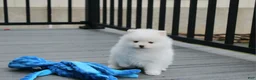 Pomeranian dogs for sale: Pomeranian Puppy 1Teddy - Ad 10