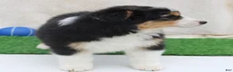 Australian Shepherd dogs for sale: clay - Ad 3
