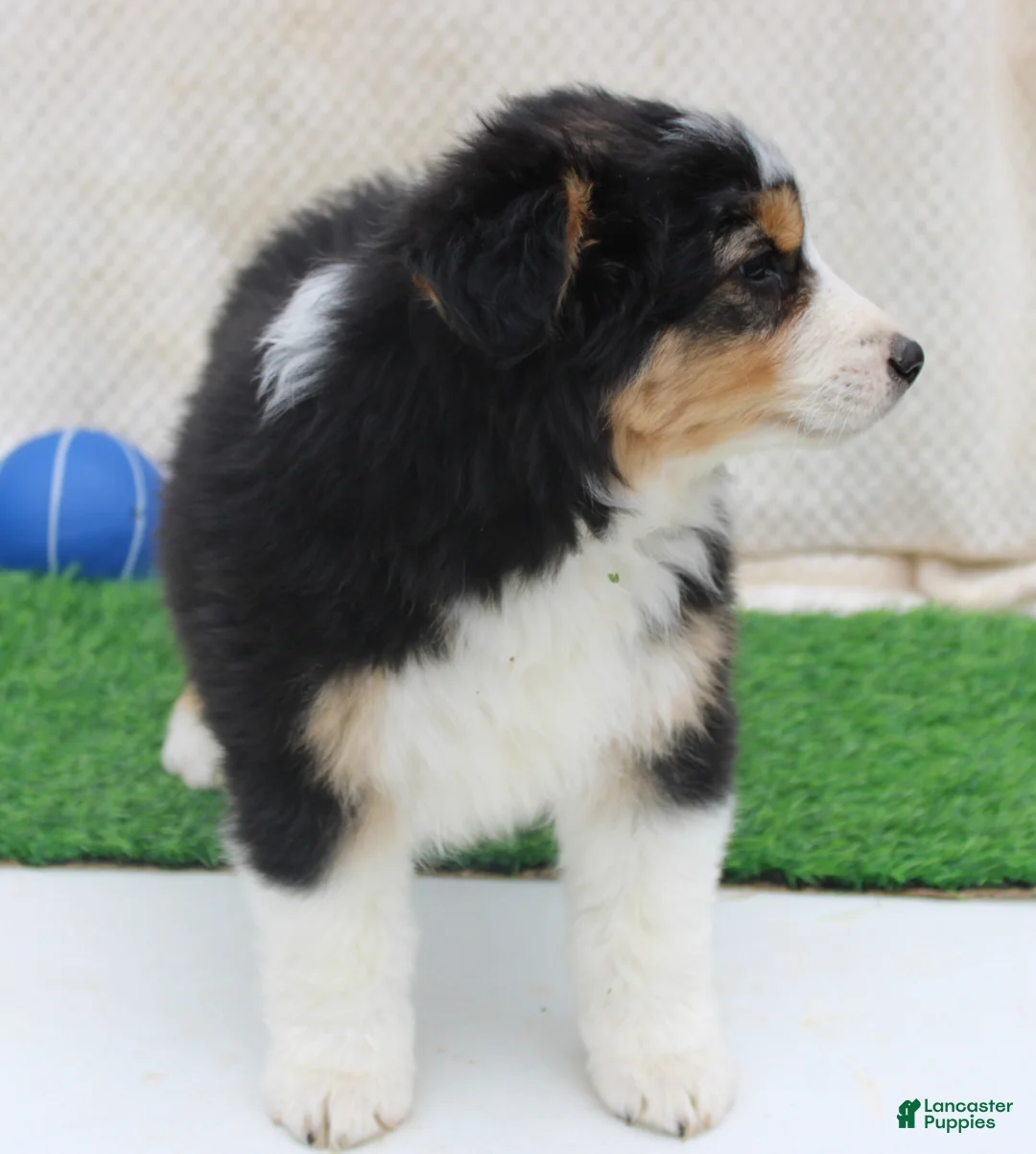 Australian Shepherd dogs for sale: clay - Ad 3