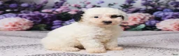 Miniature Poodle dogs for sale: Karlie - Ad 3
