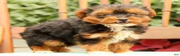 Morkie dogs for sale: Dixie - Ad 7
