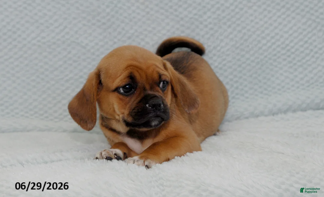 Puggle dogs for sale: Buttercup - Ad 1