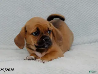 Puggle dogs Buttercup - Ad 14