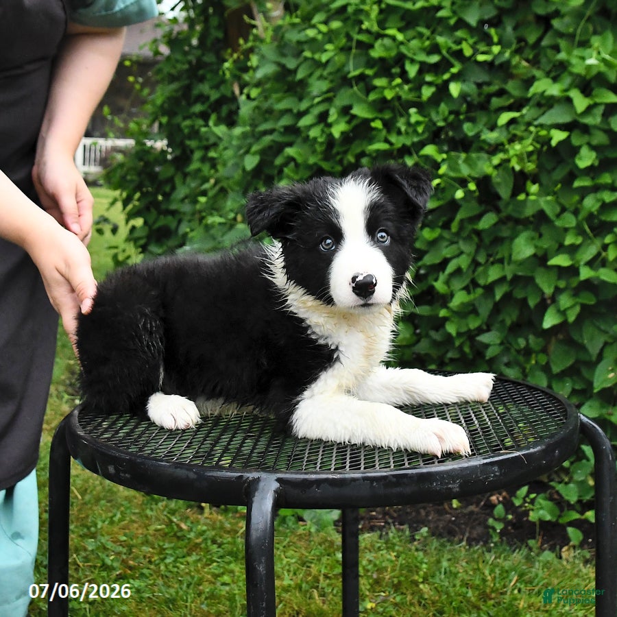 Border Collie dogs Daisy - Ad 2