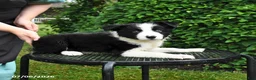 Border Collie dogs for sale: Daisy - Ad 2