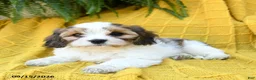 Cavachon dogs for sale: Holly - Ad 4