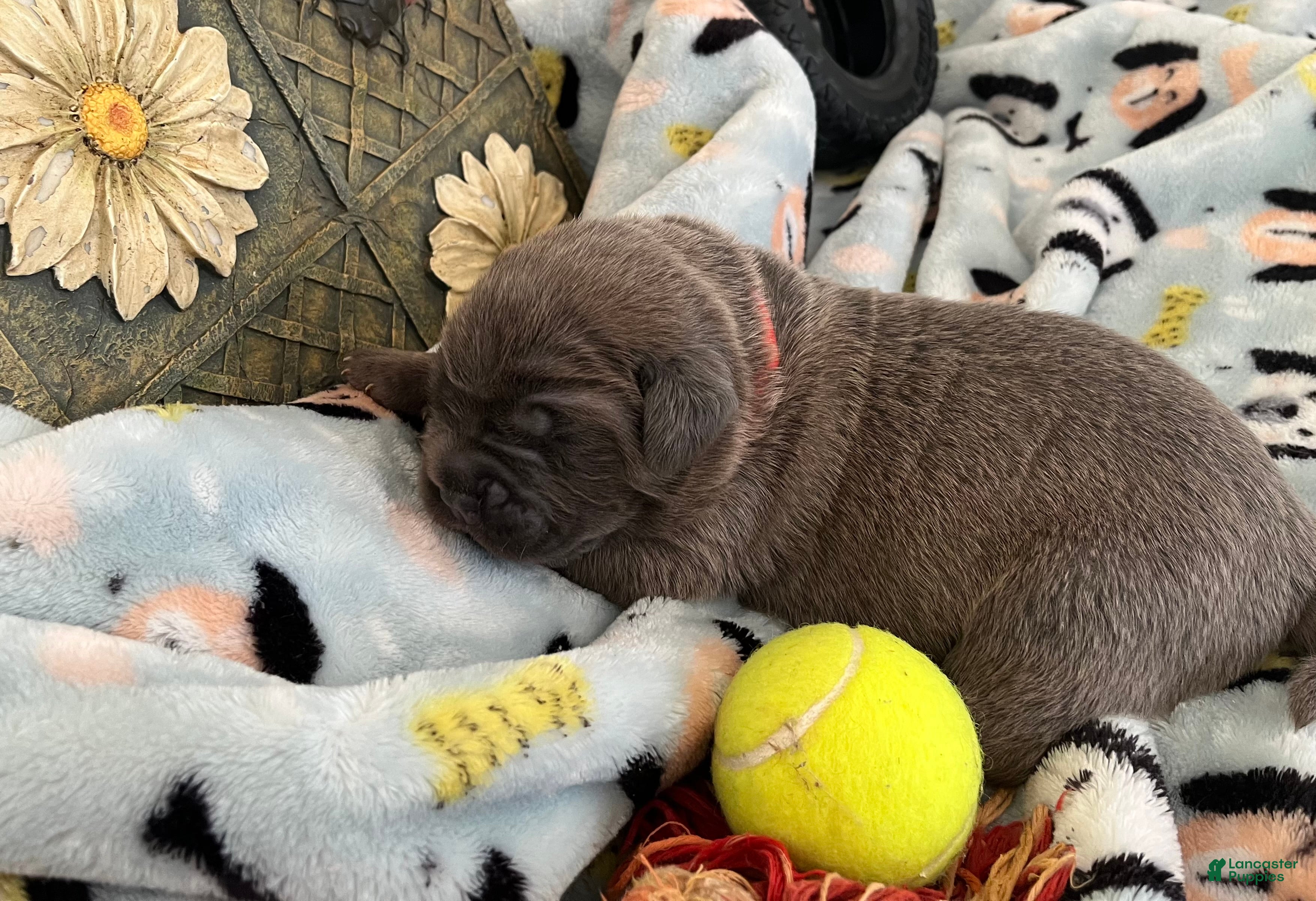 Cane Corso dogs for sale: Orange collar - Ad 27