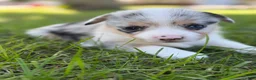 Mixed Breed dogs for sale: Sally - Ad 1