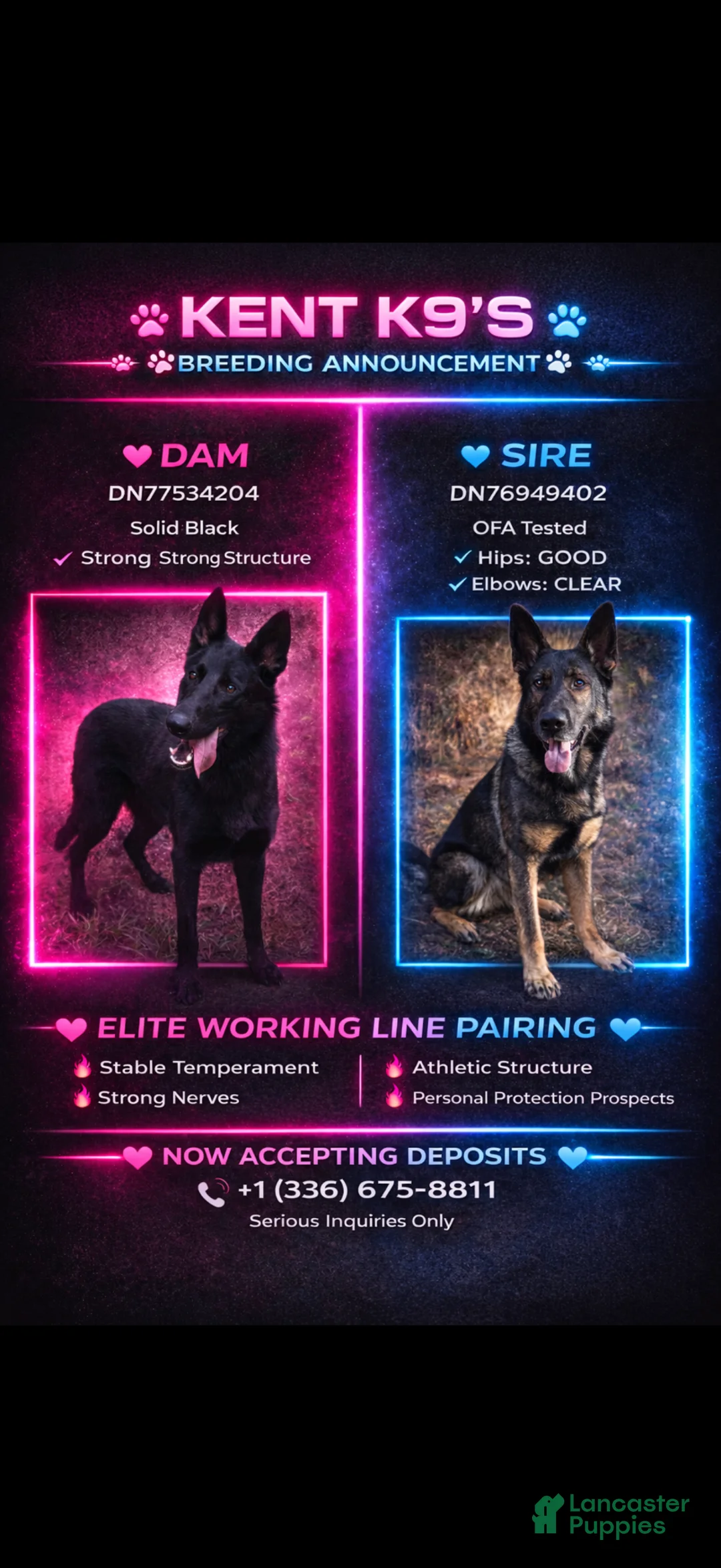 German Shepherd dogs for sale: Blue - Ad 8