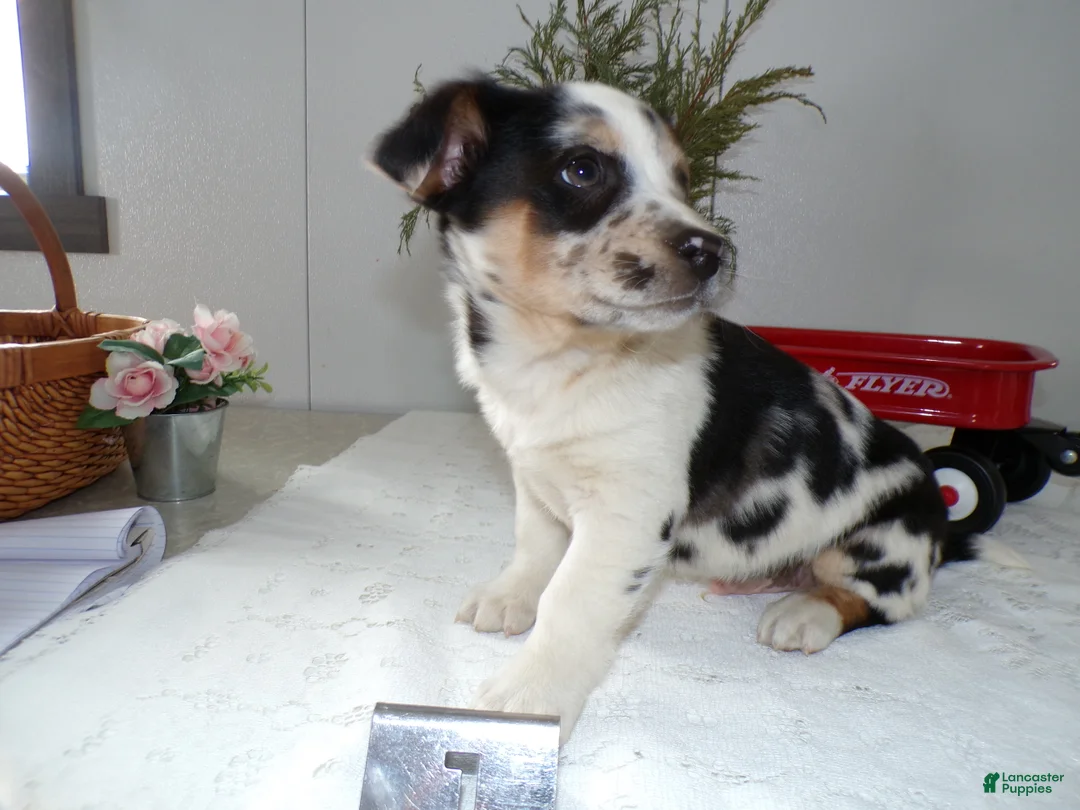 Mixed Breed dogs for sale: Mixed Breed Puppy 1 Oppy - Ad 4