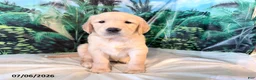 Golden Retriever dogs for sale: Carmen - Ad 1
