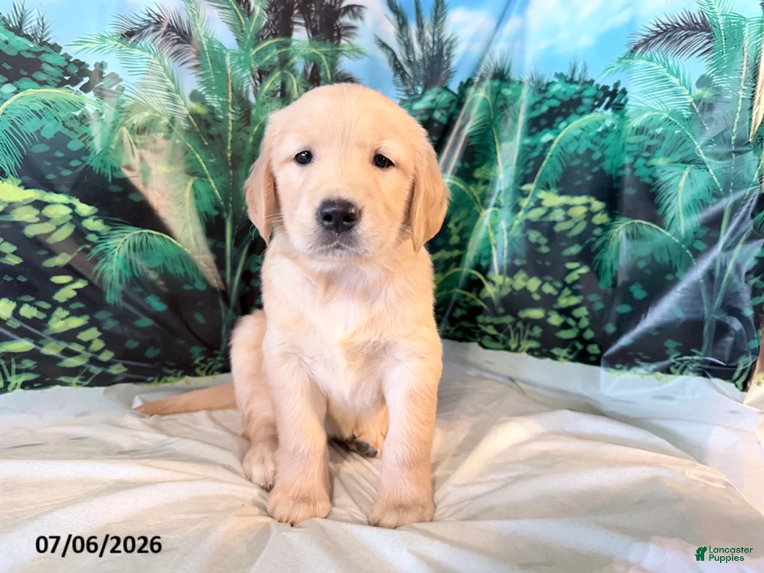 Golden Retriever dogs for sale: Carmen - Ad 1