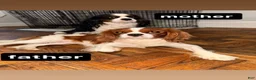 Cavalier King Charles Spaniel dogs for sale: princess - Ad 7